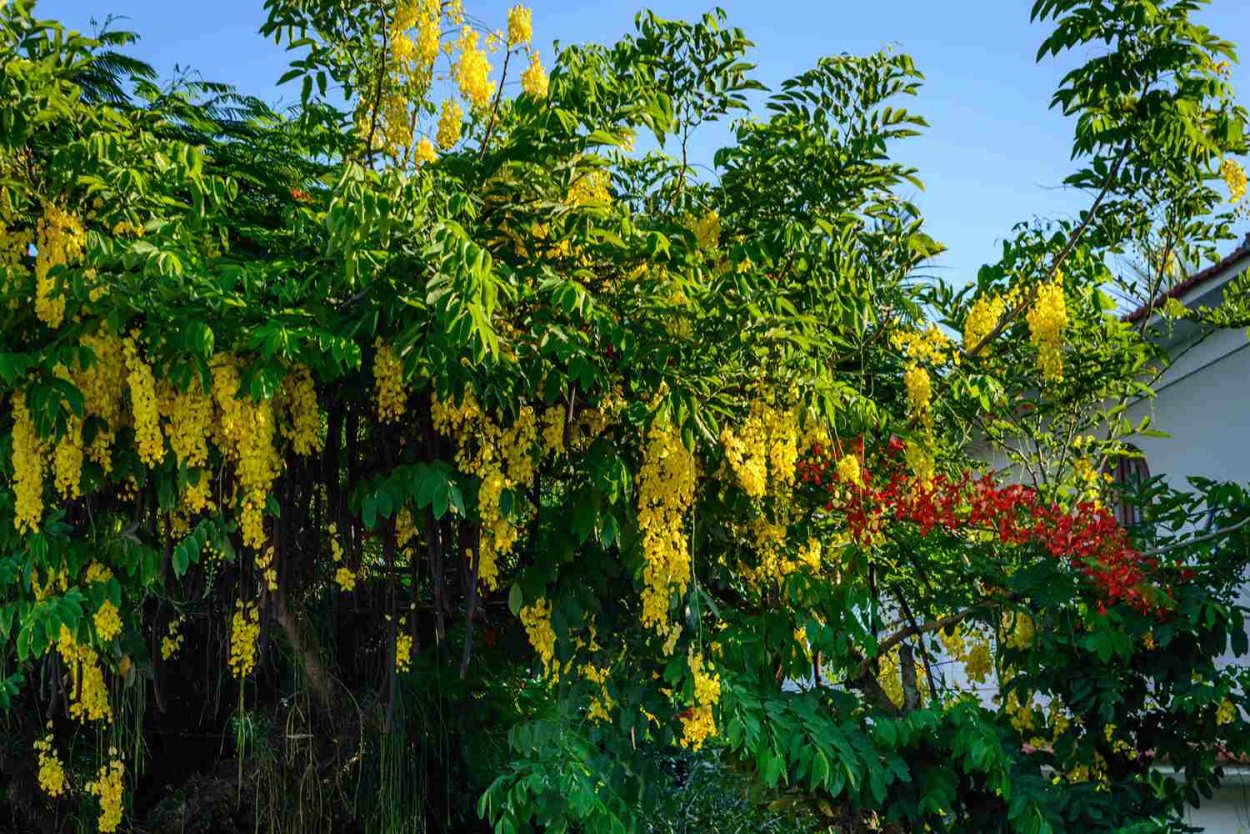 Кельрейтерия метельчатая