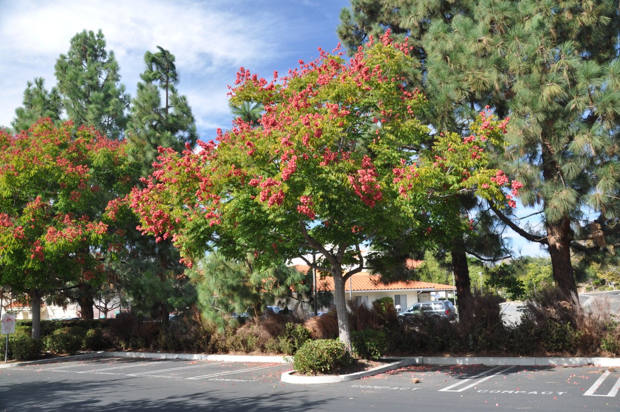 Koelreuteria листья