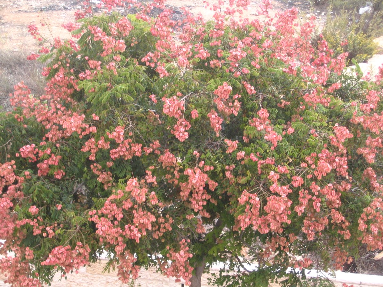 Кельрейтерия метельчатая розовая