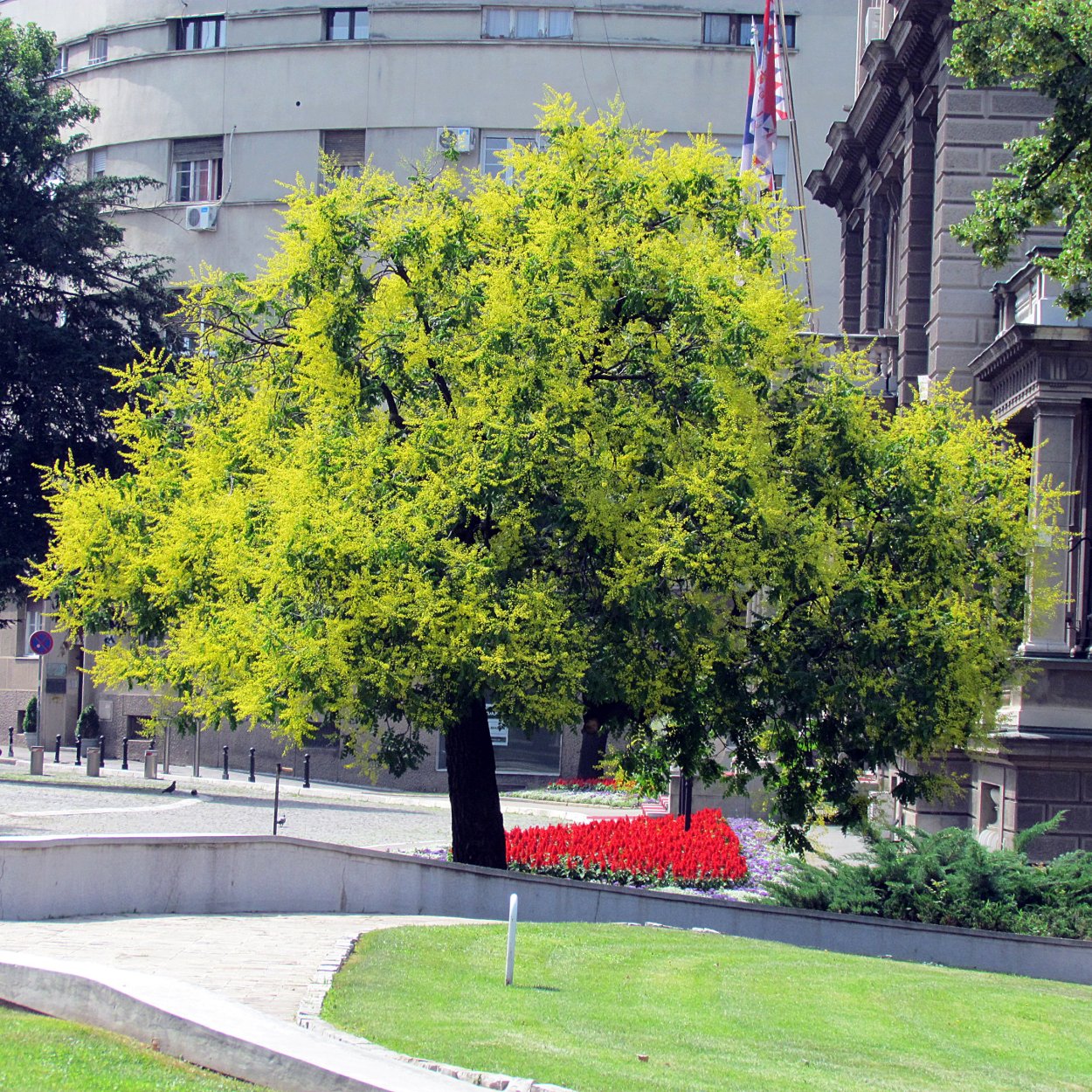 Дерево Кельрейтерия метельчатая