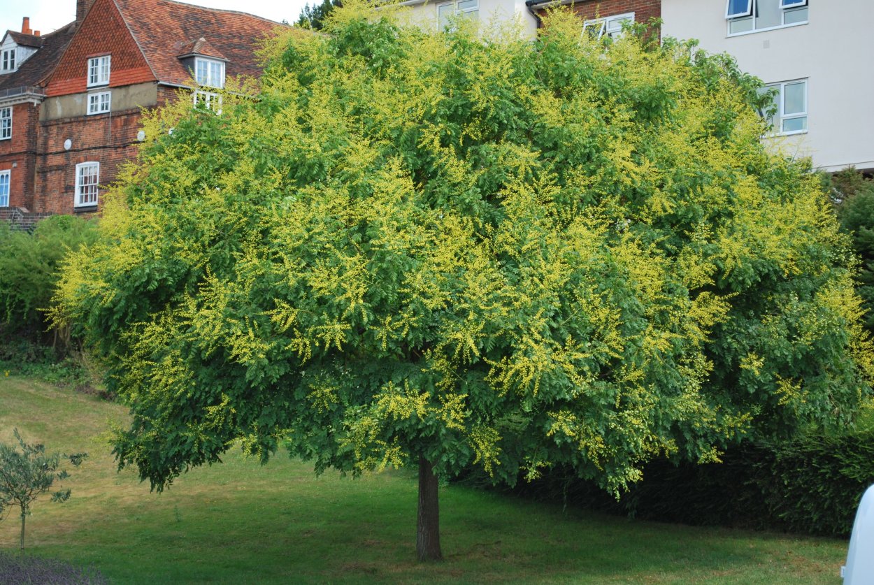 Кельрейтерия метельчатая