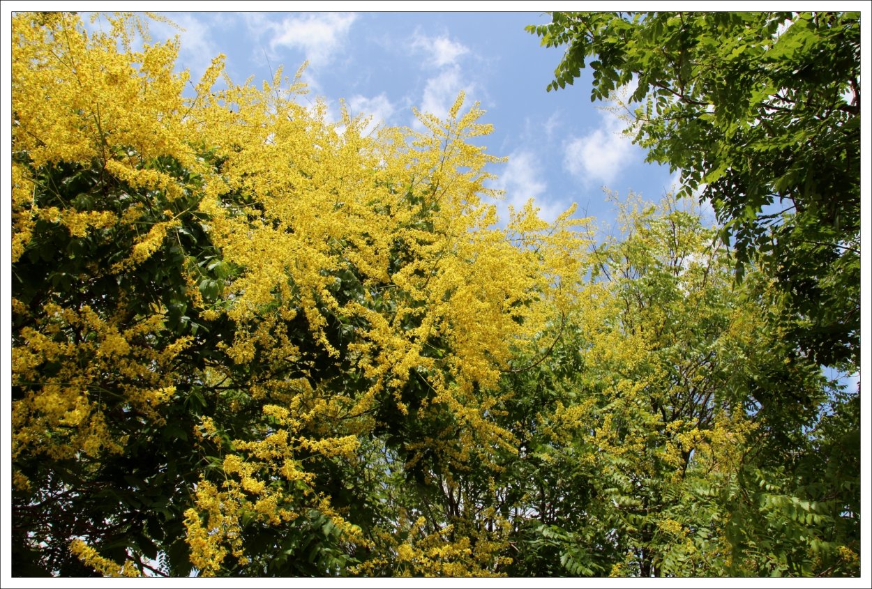 Кёльрейтерия метельчатая