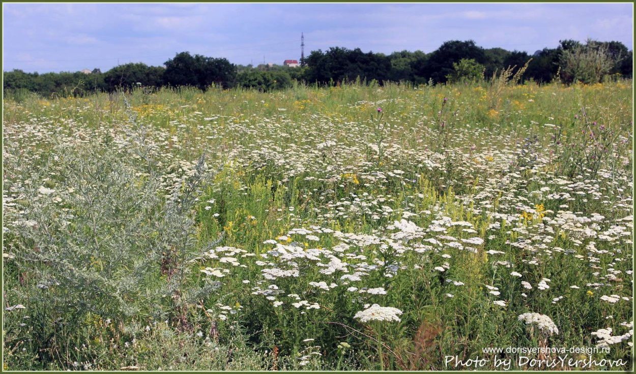 Тысячелистник в степи