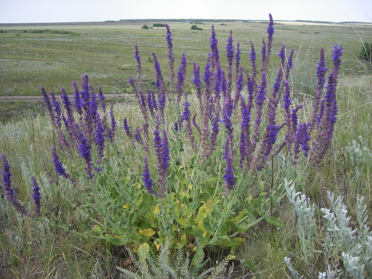 Шалфей Степной