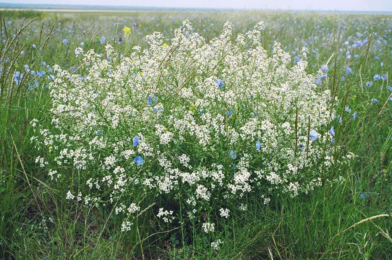 Катран татарский растение