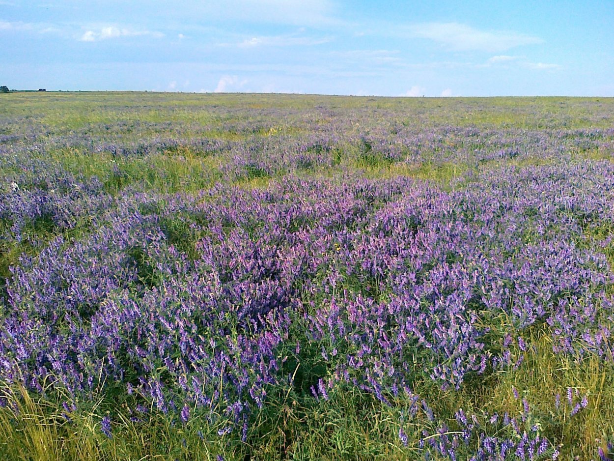 Степные цветы Крыма