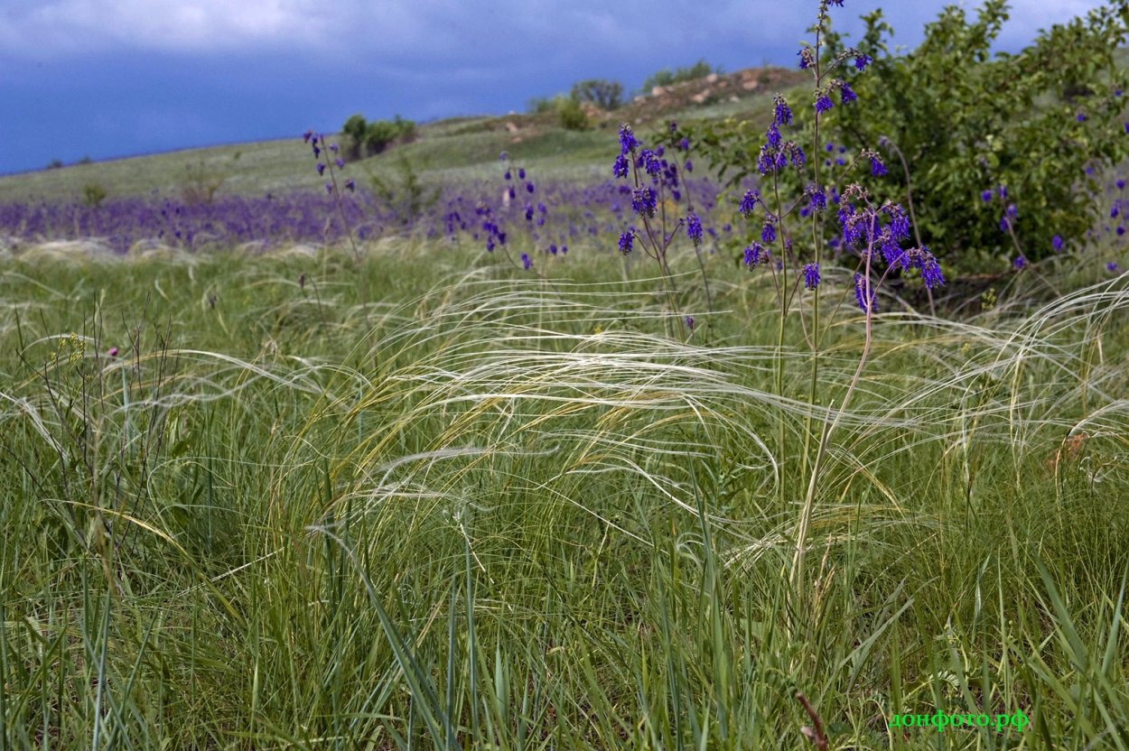 Стрелецкая степь ковыль