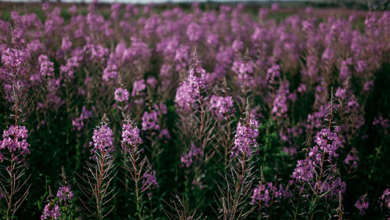 Кипрей Степной