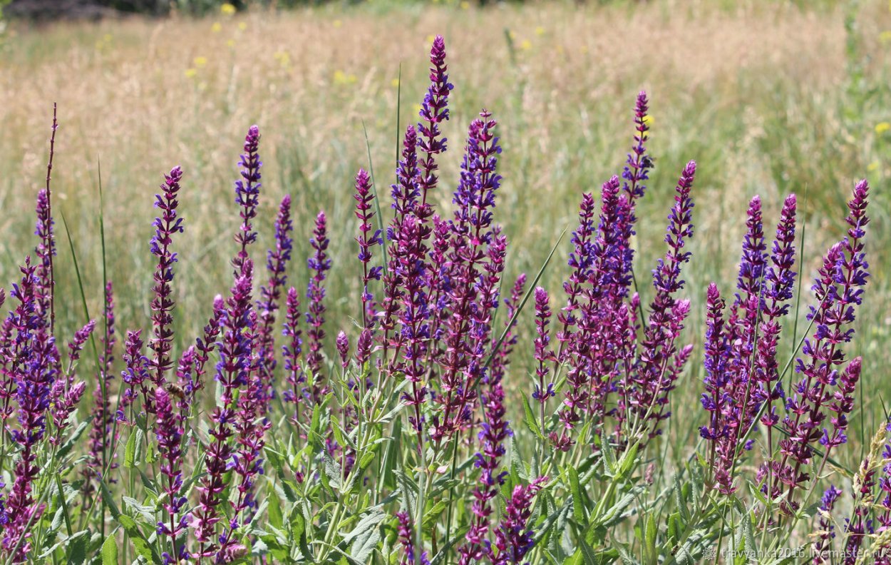 Шалфей прутьевидный Луговой