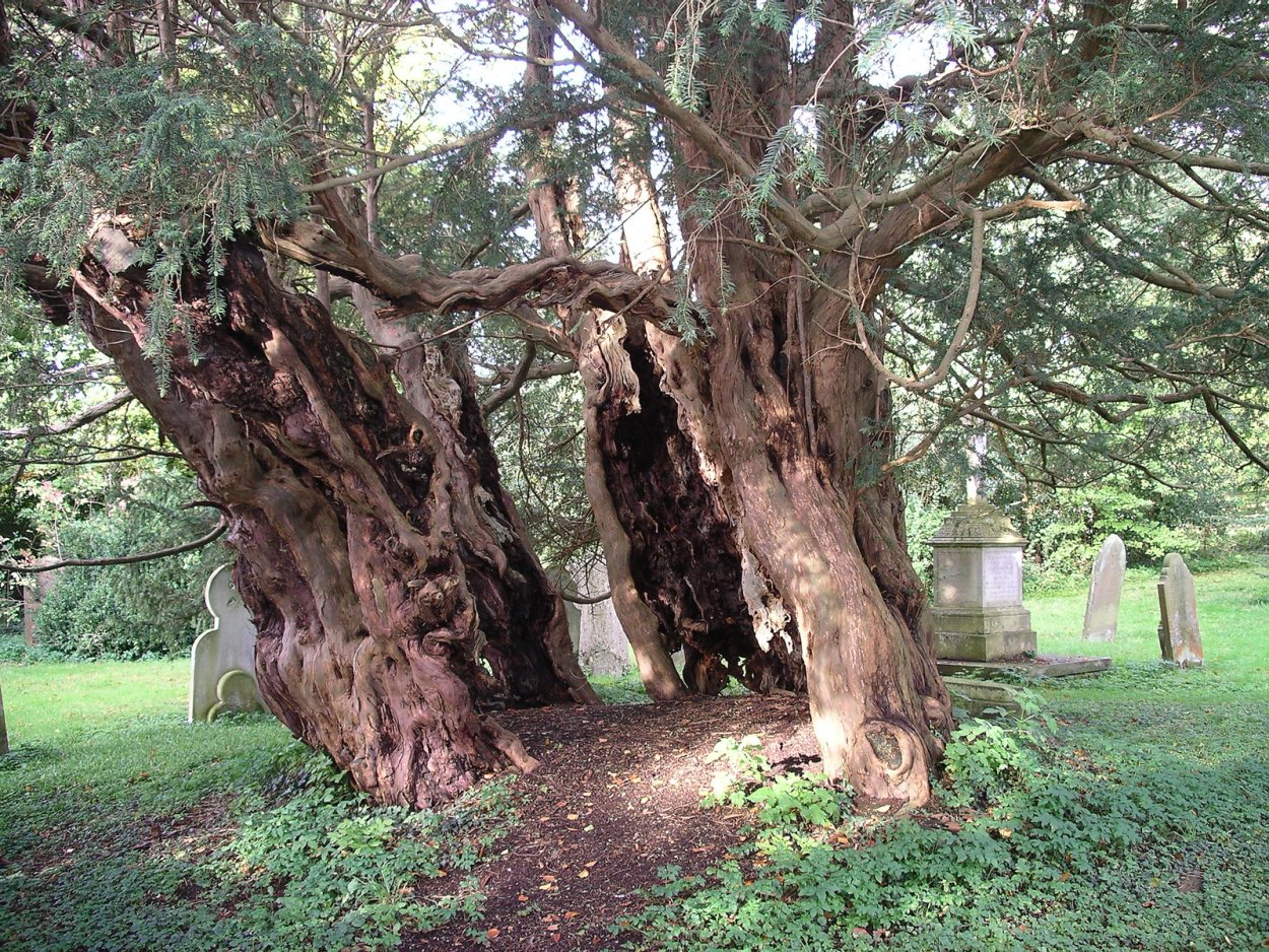 Дерево долгожитель тис