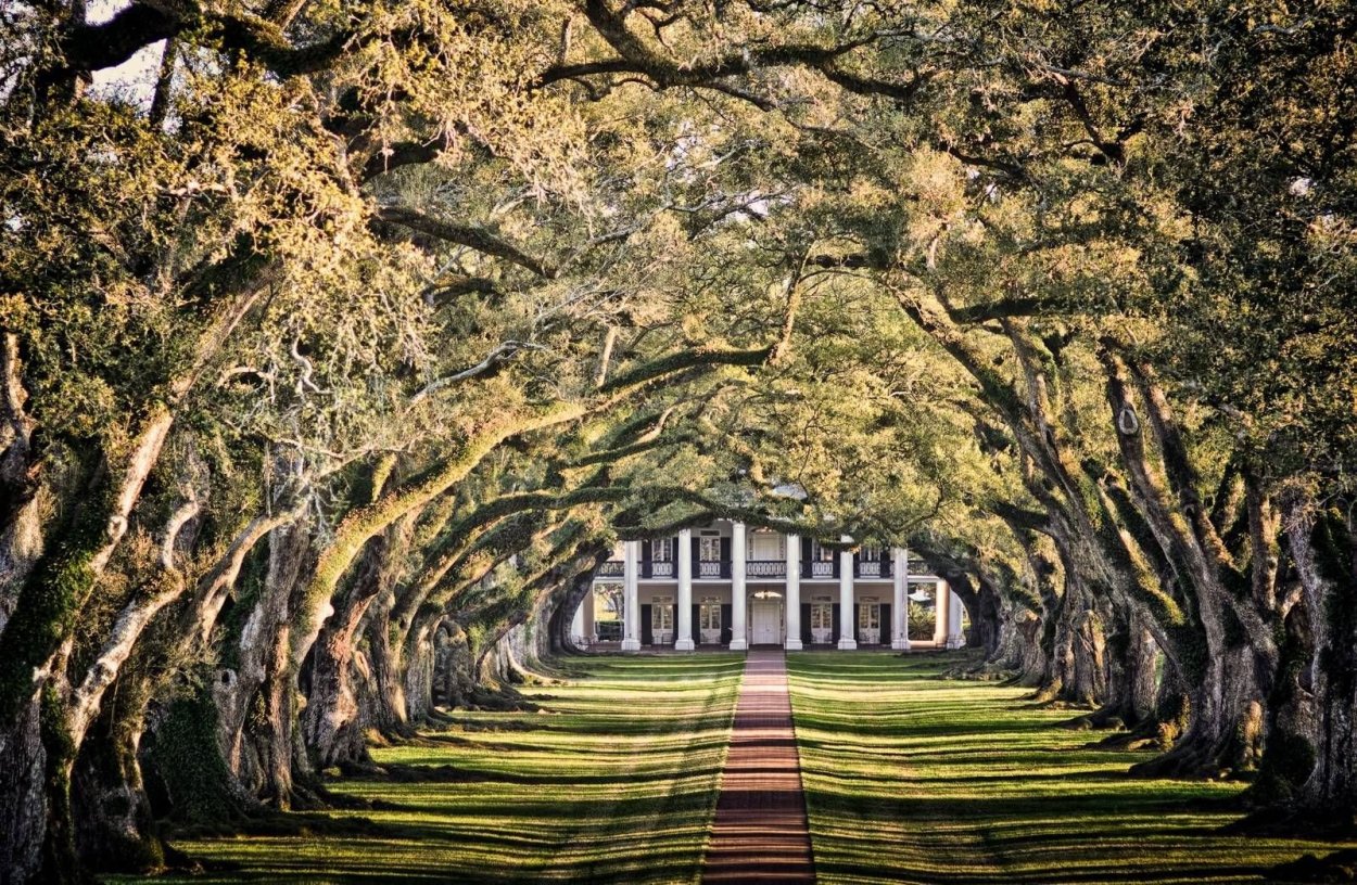 Тисовые деревья Англии