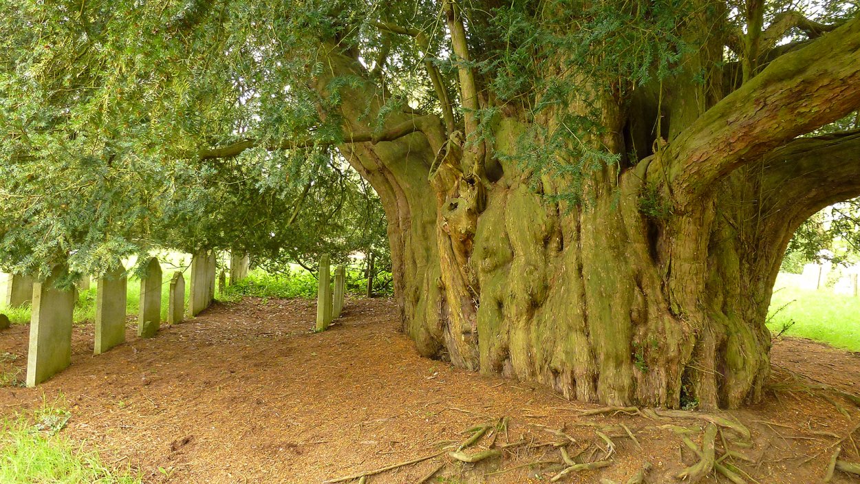 Фортингэльский тис Шотландия