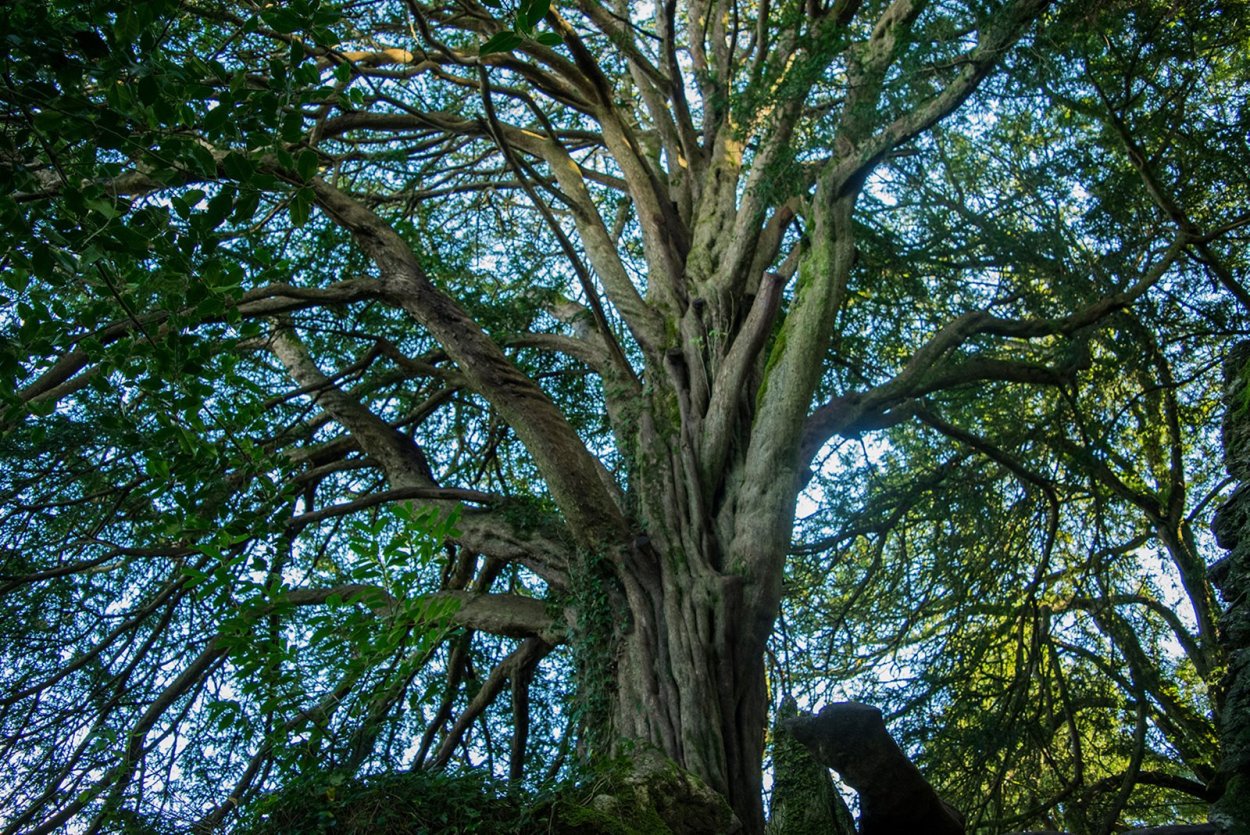 Тисовая аллея в Англии
