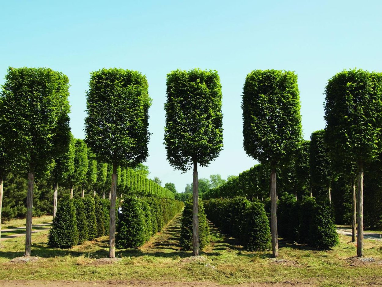 Тис ягодный Грин диамонд