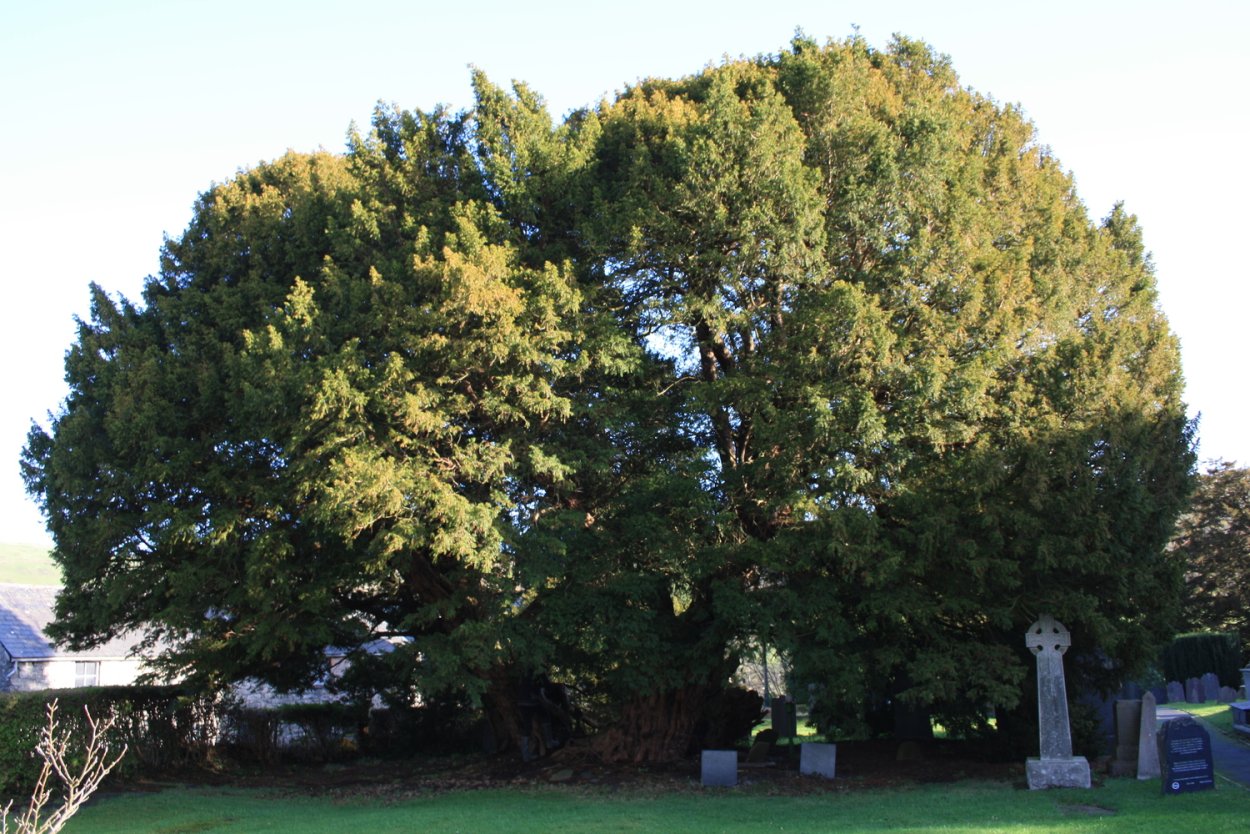 Секвойя дерево корни