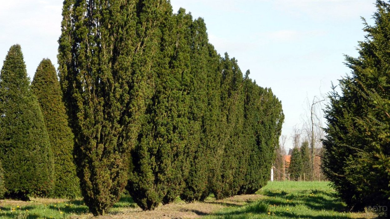 Граб обыкновенный Фастигиата