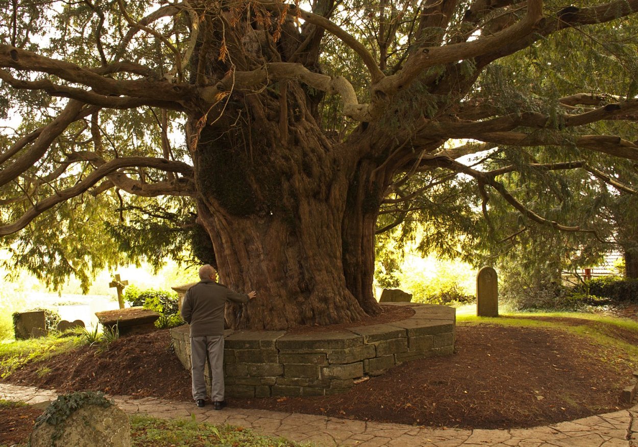 Фортингэльский тис