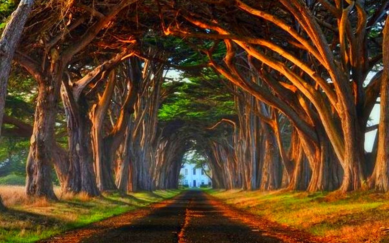 Тис дерево Англия