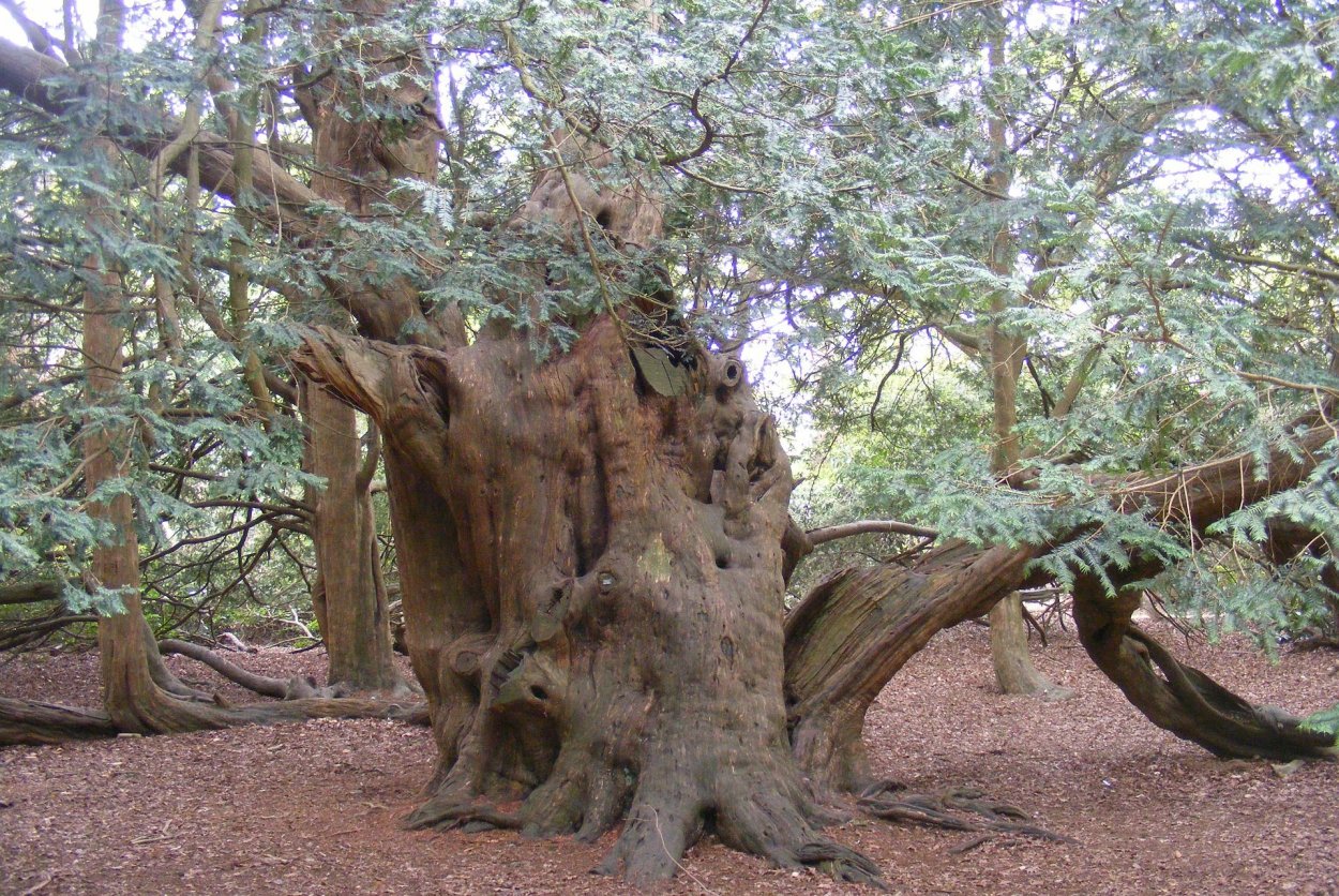 Тисовое дерево