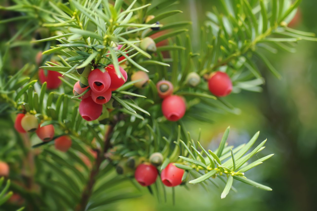 Дарк Хеджес Северная Ирландия аллея