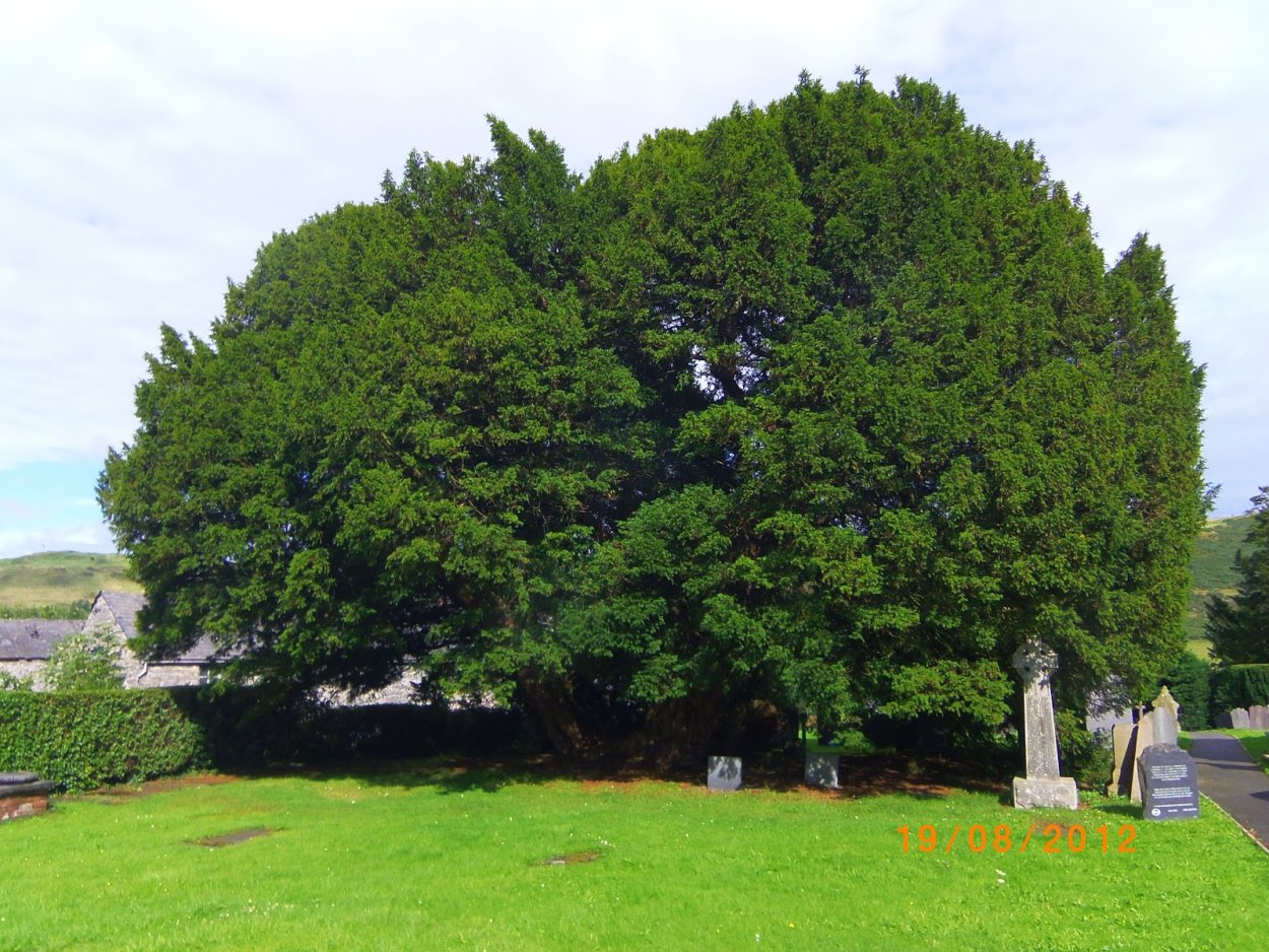 Overton Yew Trees