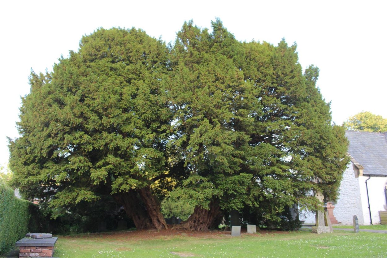 Тисс хвойное дерево