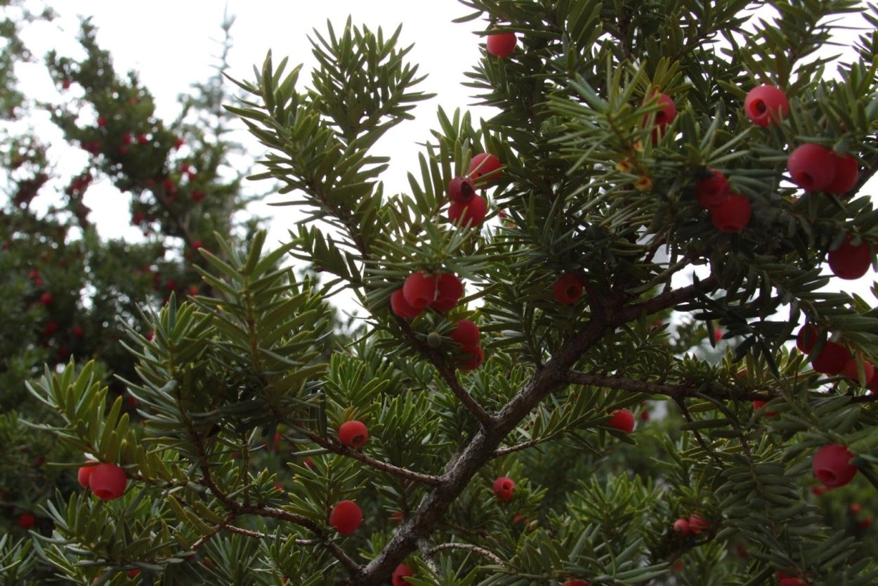 Taxus baccata плод