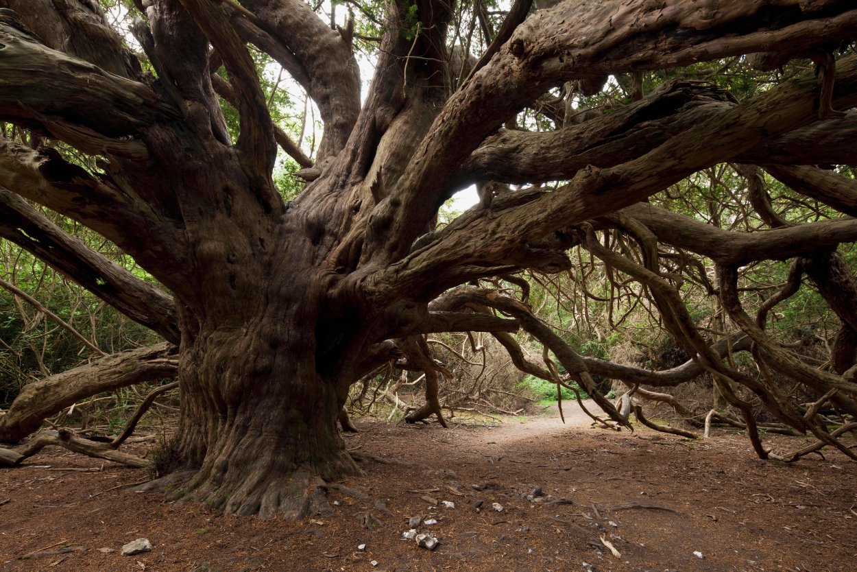 Тис ягодный (Taxus baccata David p9)