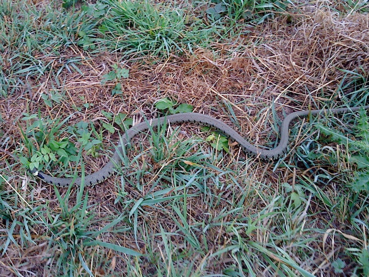 След от змеи в траве