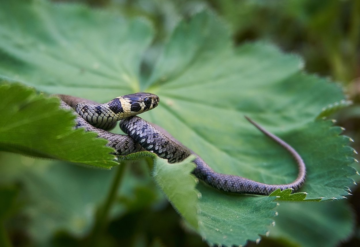 Травяная змея