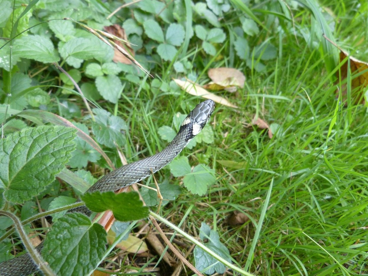 Гадюка обыкновенная в траве