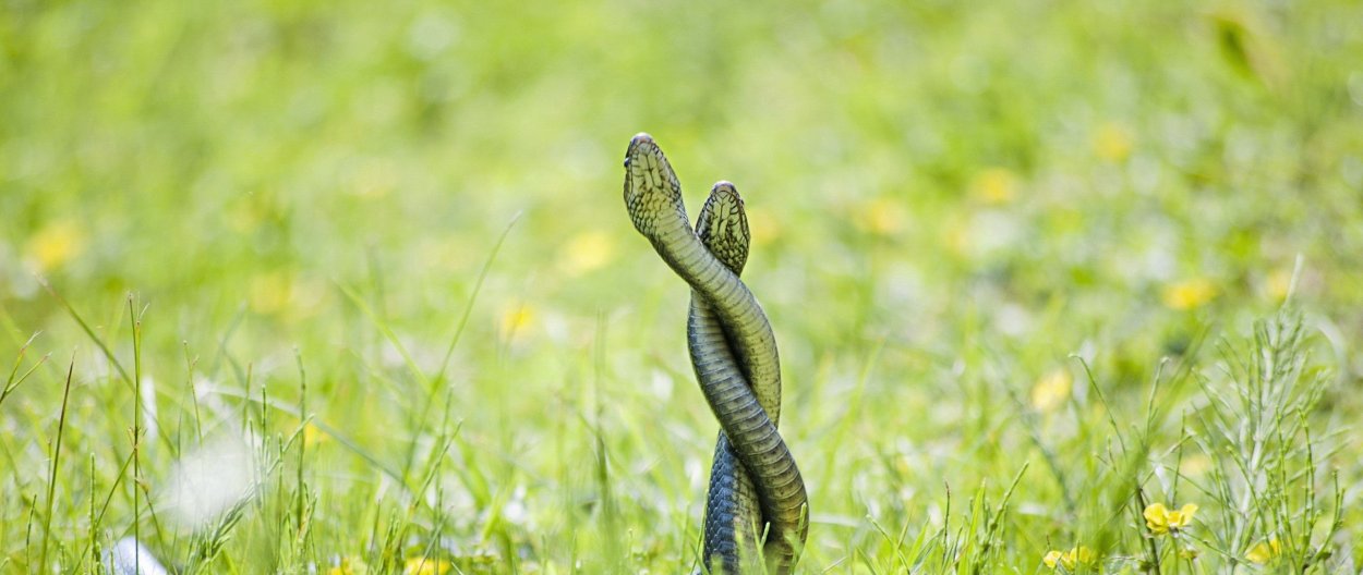 Две змеи пригрелись на солнышке