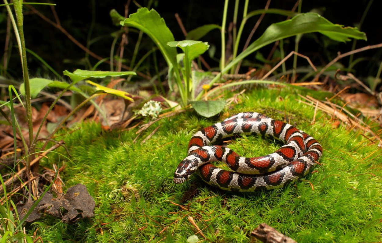 Травяные змеи