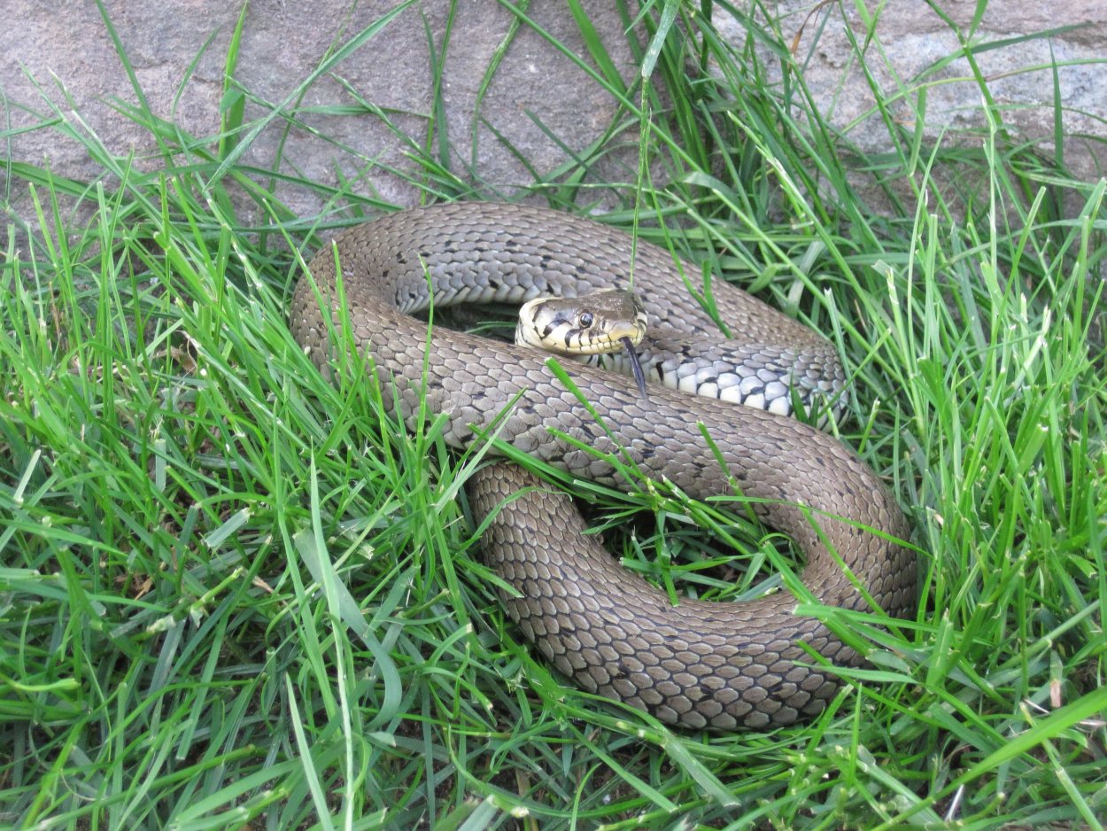 Змея гадюка Ставропольского края