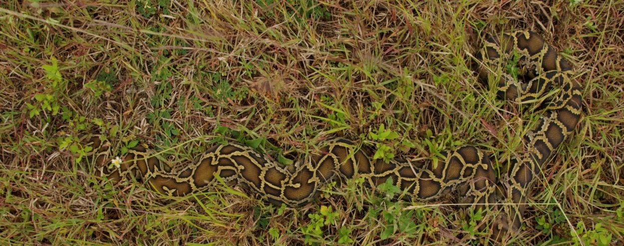 Маскировка змей в природе