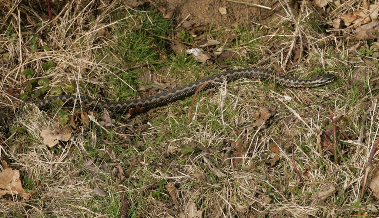 Питон в траве