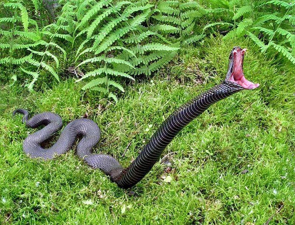 Гадюка Никольского