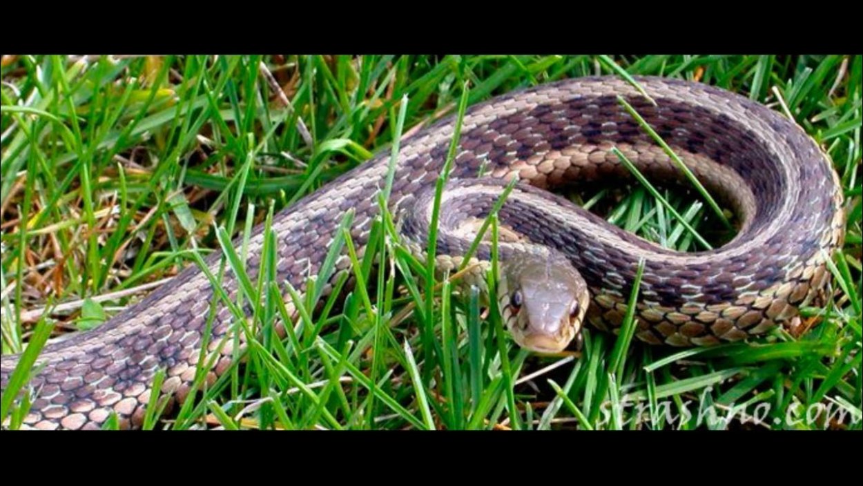 Гадюка Уральская обыкновенная