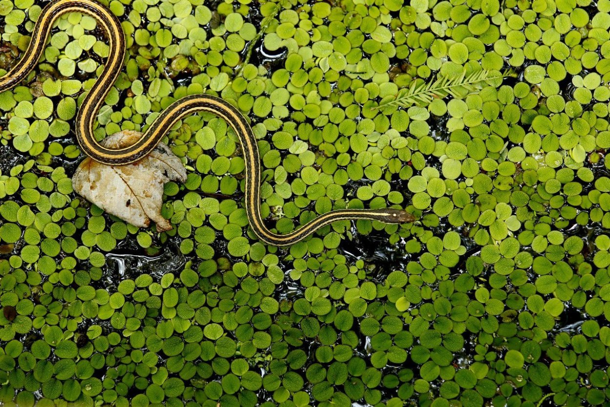 Болотные змеи