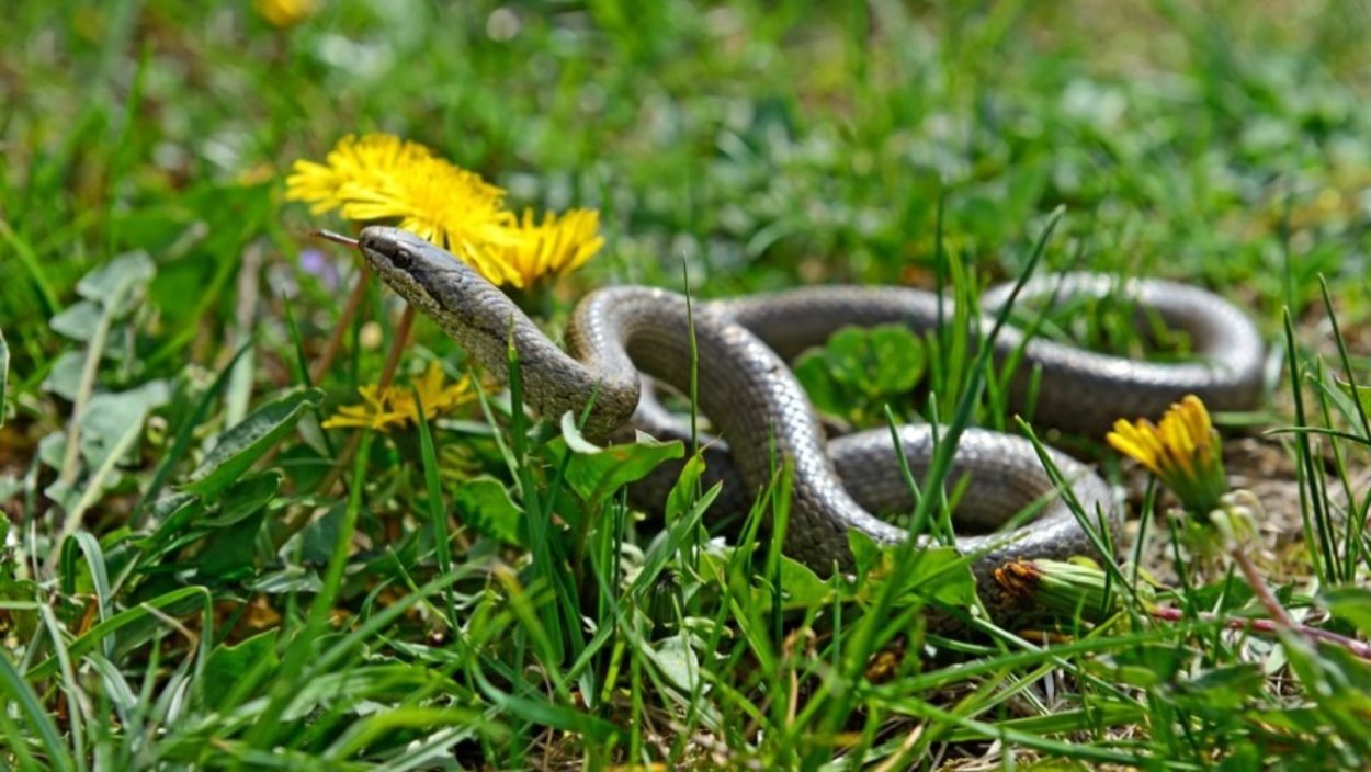 12 Июня Исаакий змеевик