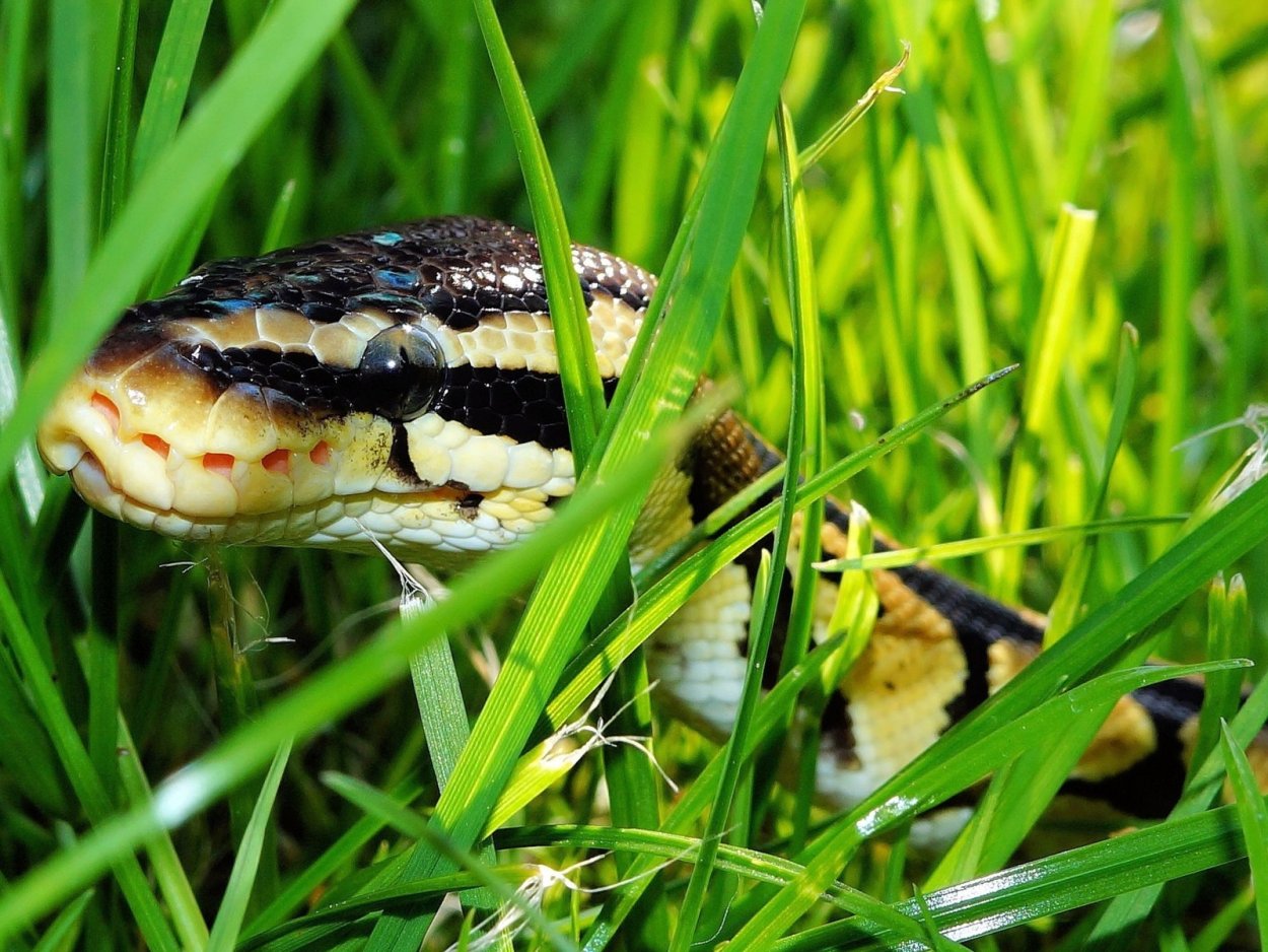 Змеиное молоко трава