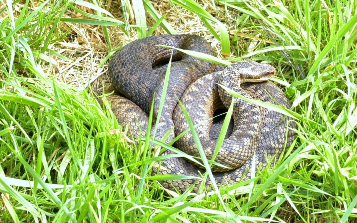Подмосковная гадюка обыкновенная