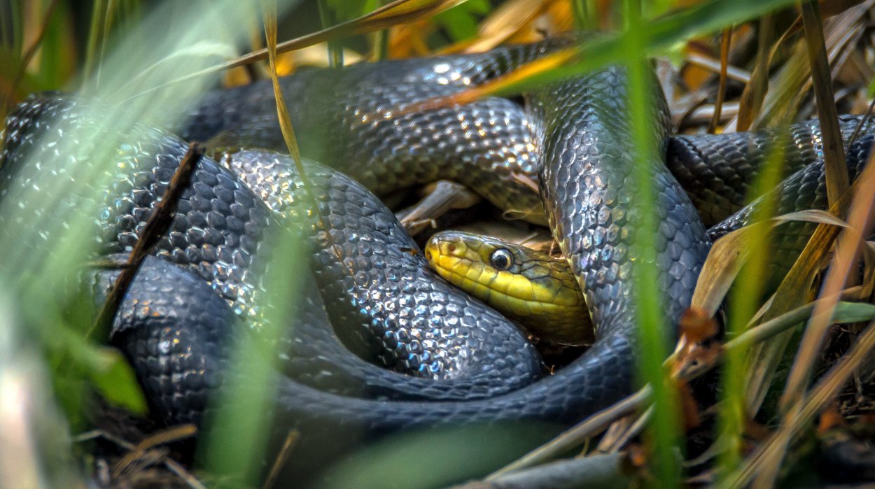 Гадюка в траве