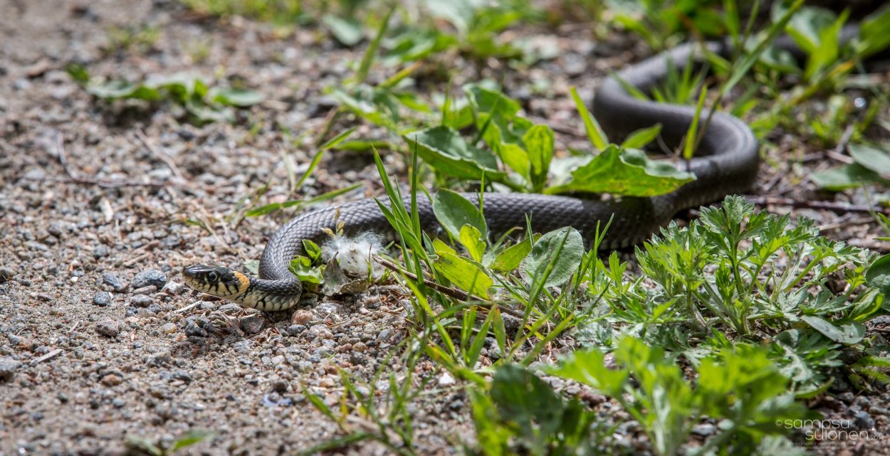 Гадюка обыкновенная ползет