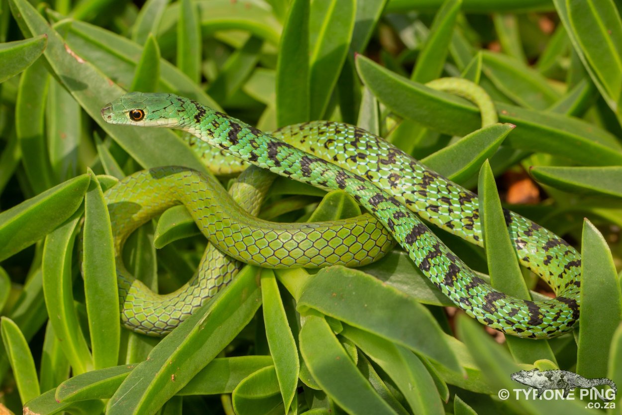 Philothamnus semivariegatus