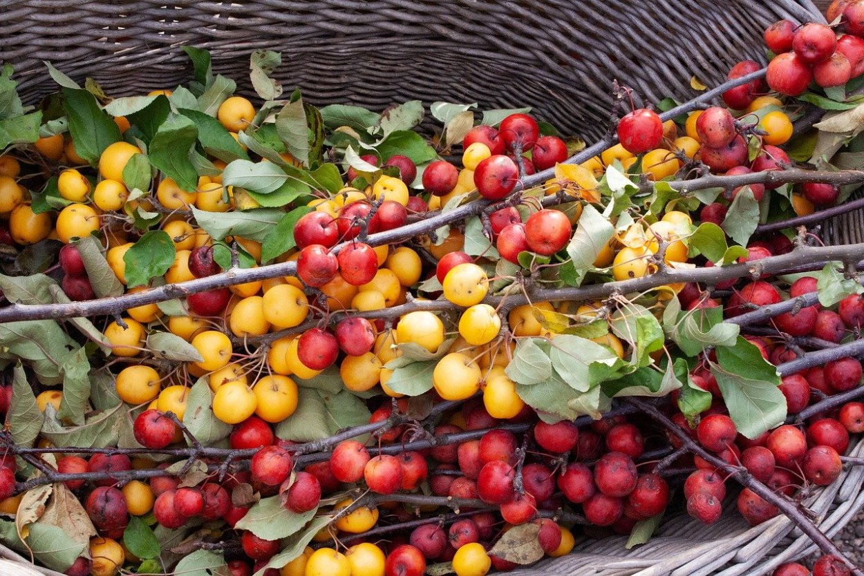 Райское яблоко фрукт