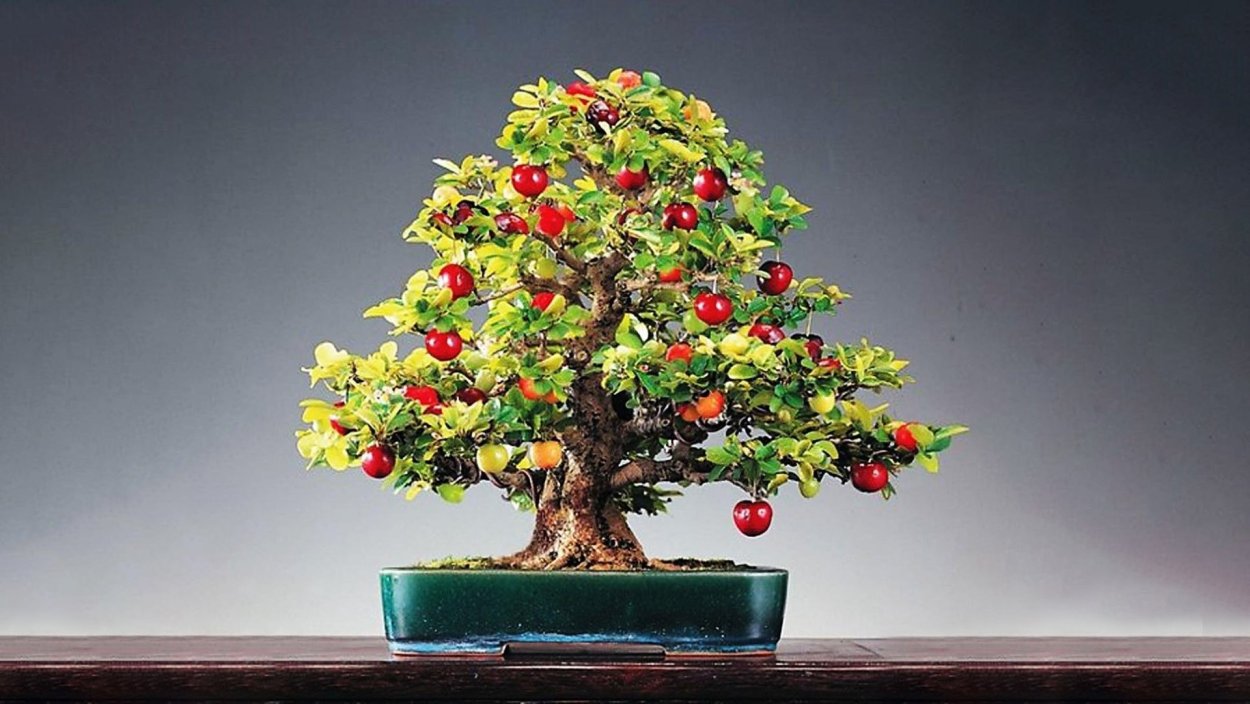 Фруктовые деревья (яблоня, груша, абрикос, мандарин).