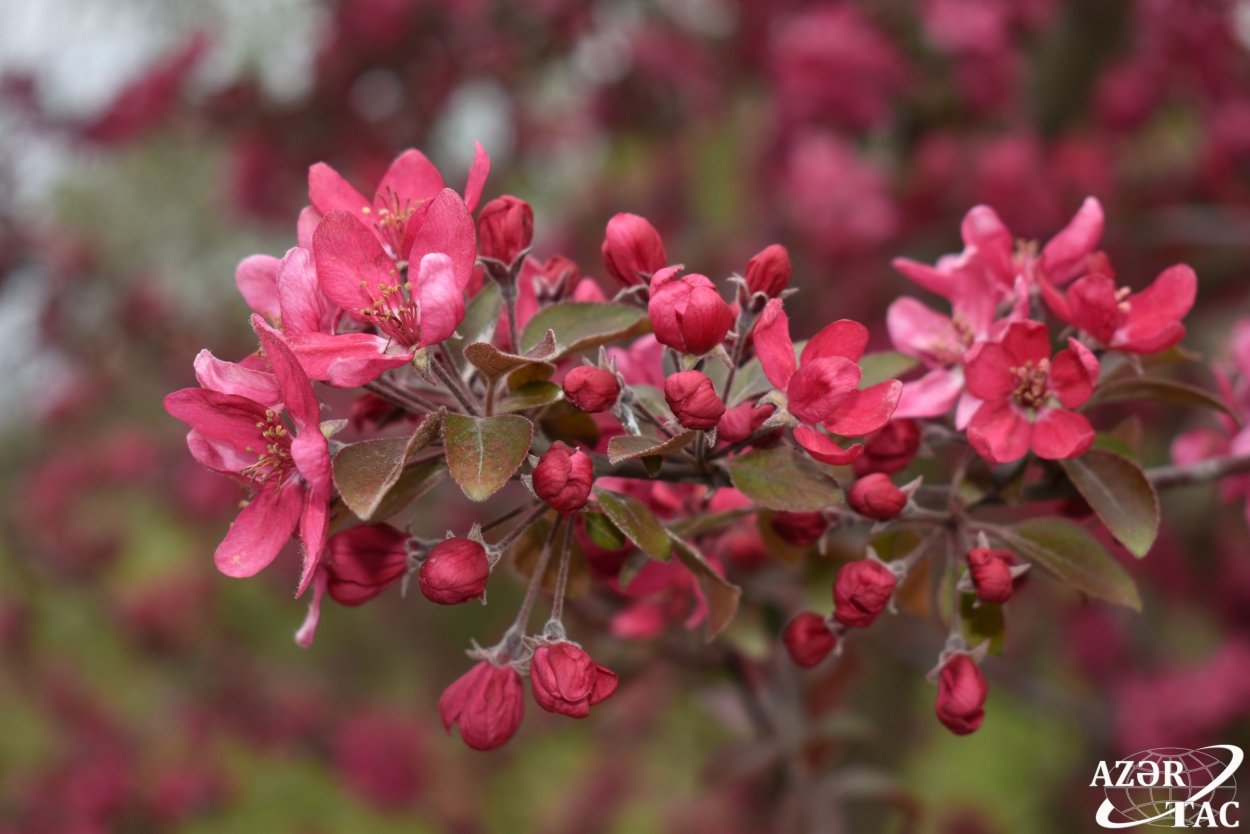 Райские яблочки цветение