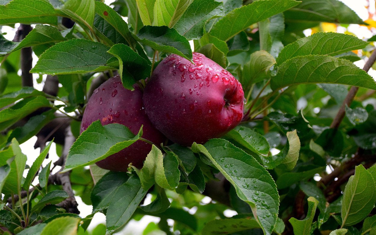 Jose Escofet художник картины