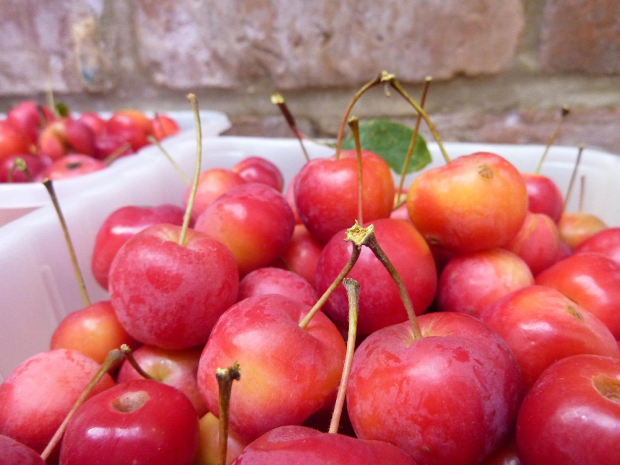 Яблоня Мартьяновское